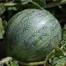 melon ananas rouge